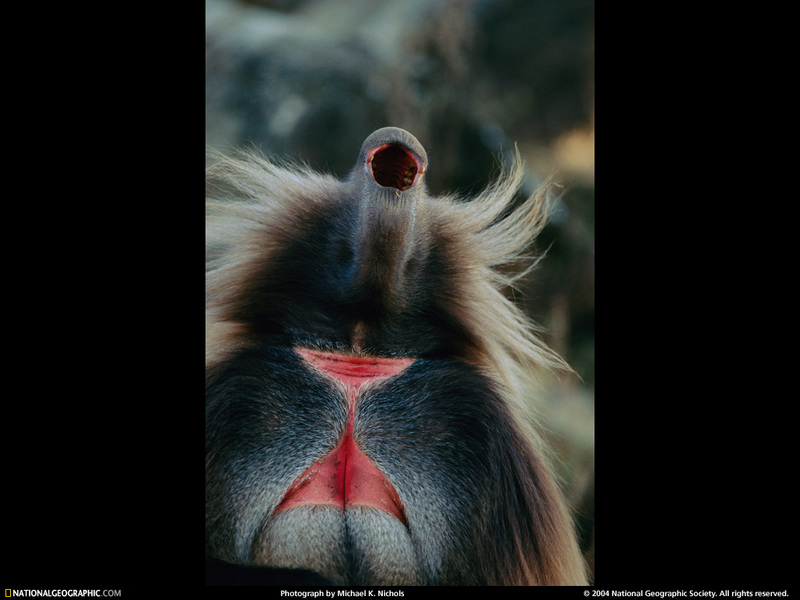 [National Geographic Wallpaper] Gelada Baboon (겔라다개코원숭이); DISPLAY FULL IMAGE.