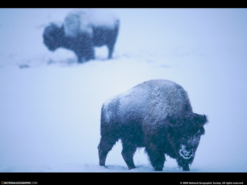 [National Geographic Wallpaper] American Bison (아메리카들소); DISPLAY FULL IMAGE.