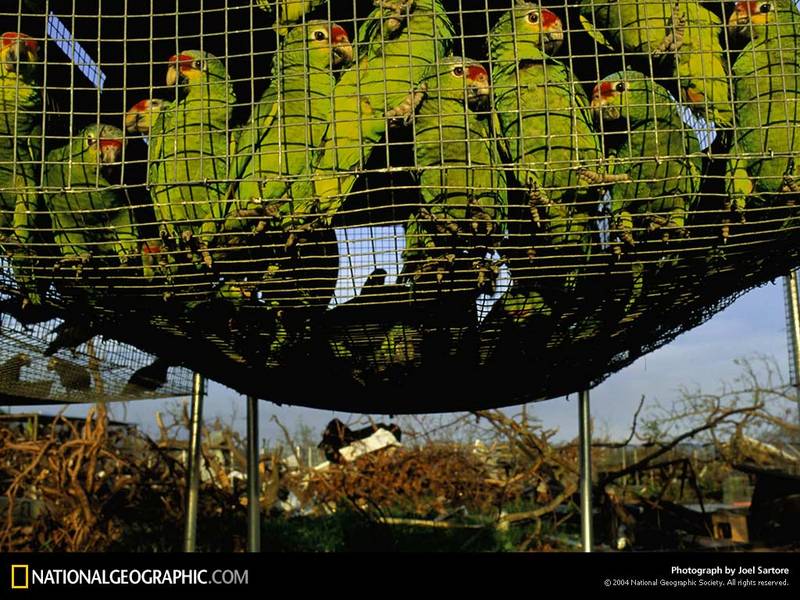 [National Geographic Wallpaper] Red-lored Amazon Parrot (붉은이마아마존앵무); DISPLAY FULL IMAGE.