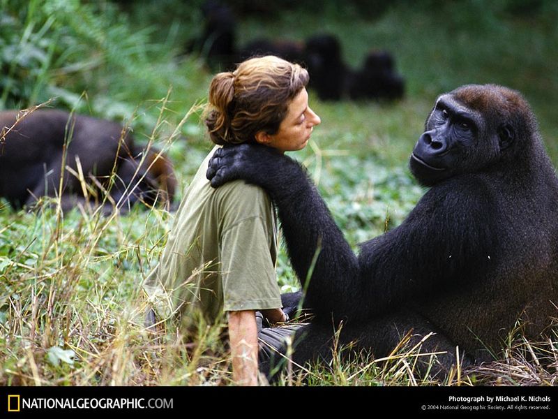 [National Geographic Wallpaper] Gorilla (고릴라); DISPLAY FULL IMAGE.