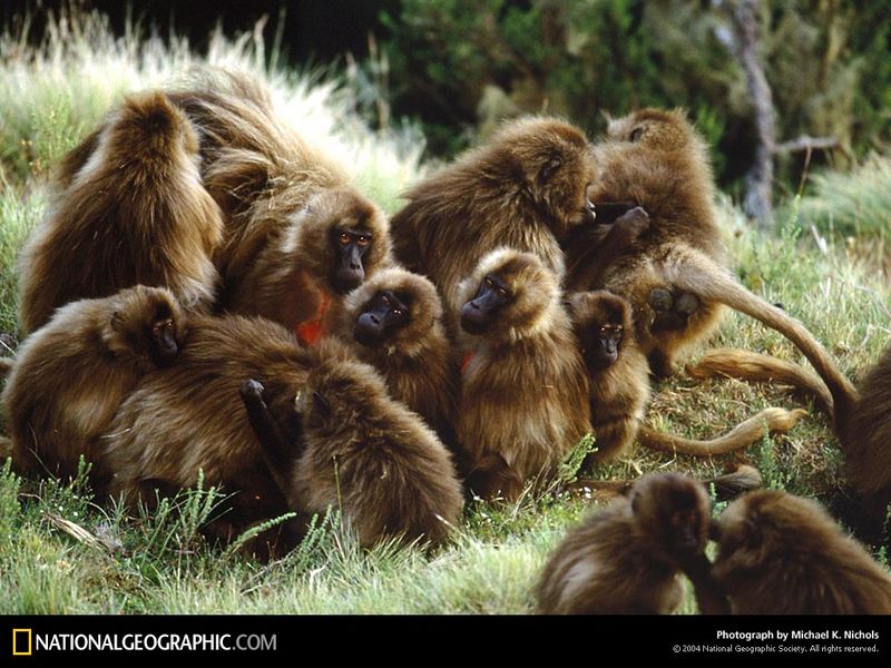 [National Geographic Wallpaper] Gelada Baboon (겔라다개코원숭이); DISPLAY FULL IMAGE.