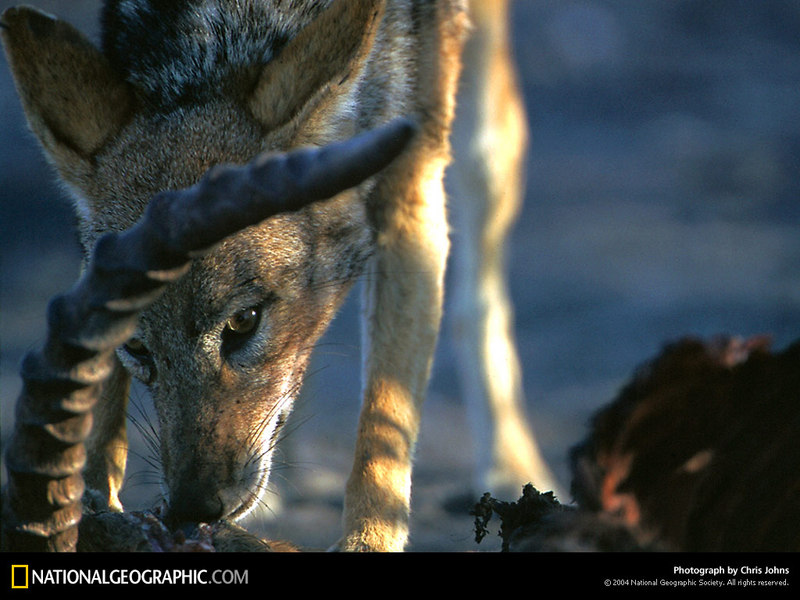 [National Geographic Wallpaper] Black-backed Jackal (검은등재칼); DISPLAY FULL IMAGE.