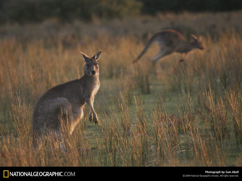 [National Geographic Wallpaper] Kangaroo (캥거루); DISPLAY FULL IMAGE.