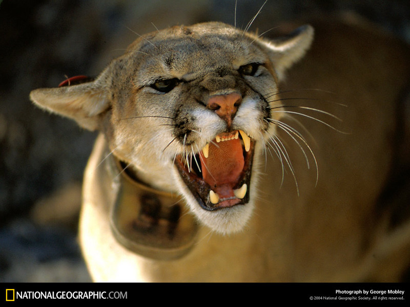 [National Geographic Wallpaper] Cougar (퓨마); DISPLAY FULL IMAGE.