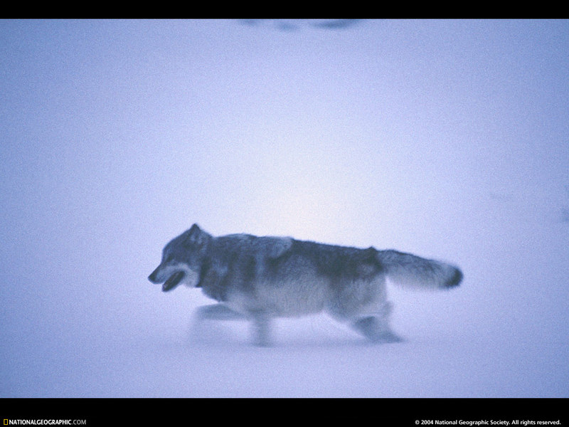 [National Geographic Wallpaper] Gray Wolf (회색늑대); DISPLAY FULL IMAGE.