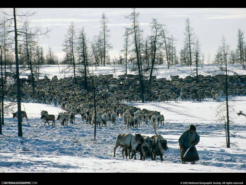 [National Geographic Wallpaper] Nenets Reindeer (러시아 네네츠의 순록 목축); DISPLAY FULL IMAGE.