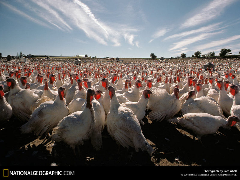 [National Geographic Wallpaper] Domesticated Turkey (칠면조 농장); DISPLAY FULL IMAGE.