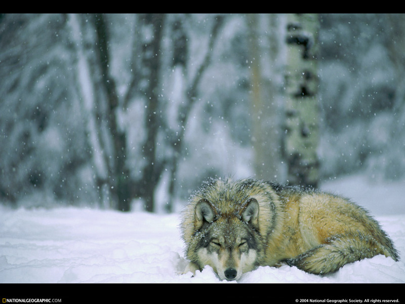 [National Geographic Wallpaper] Gray Wolf (회색늑대); DISPLAY FULL IMAGE.