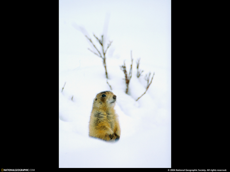 [National Geographic Wallpaper] Utah Prairie Dog (유타개쥐); DISPLAY FULL IMAGE.