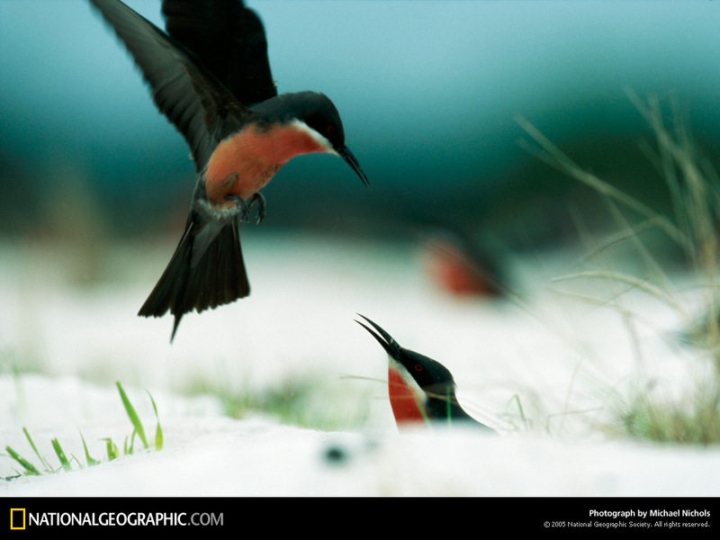 [National Geographic Wallpaper]  Rosy Bee-eater (붉은배벌잡이새); DISPLAY FULL IMAGE.
