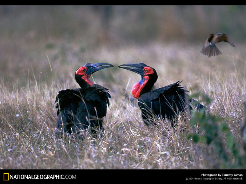 [National Geographic Wallpaper] Southern Ground Hornbill (아프리카코뿔새); DISPLAY FULL IMAGE.