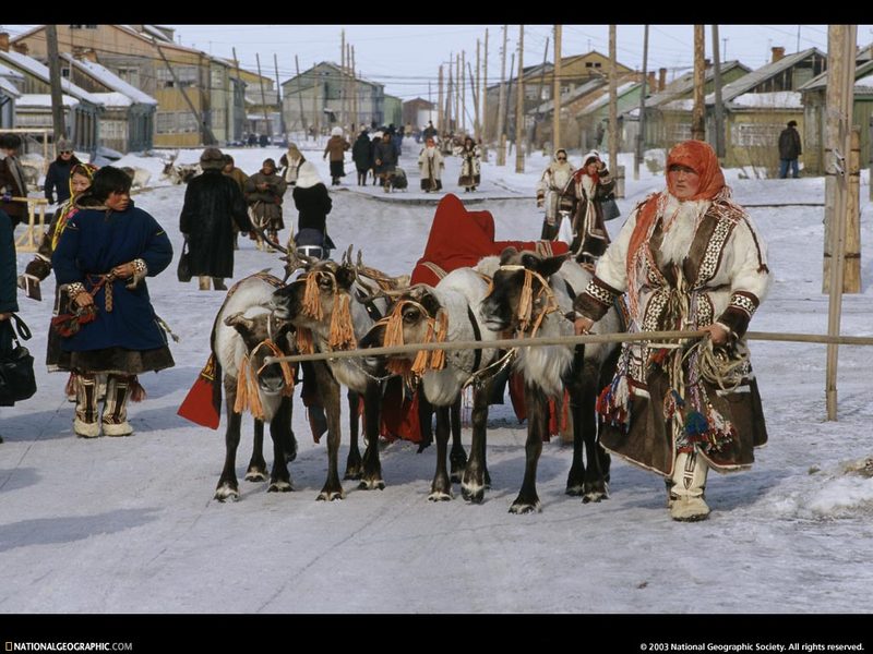 [National Geographic Wallpaper] Reindeer (러시아 네네츠의 순록); DISPLAY FULL IMAGE.