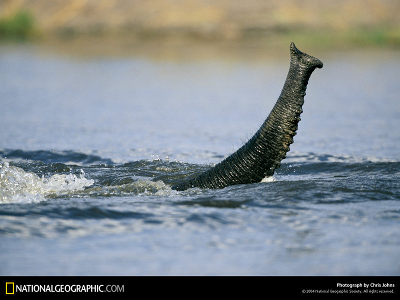 [National Geographic Wallpaper] African Elephant (아프리카코끼리); DISPLAY FULL IMAGE.