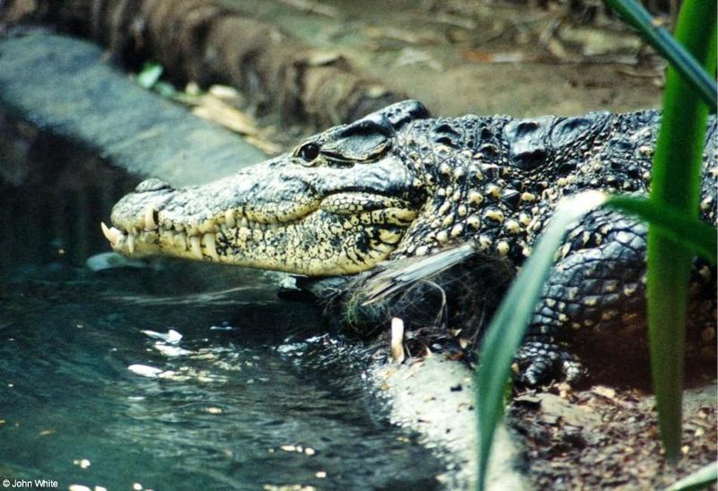 Cuban Crocodile (Crocodylus rhombifer) {!--쿠바악어-->; DISPLAY FULL IMAGE.