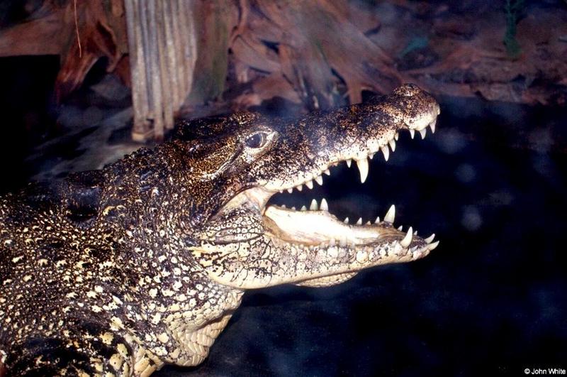 Cuban Crocodile (Crocodylus rhombifer) {!--쿠바악어-->; DISPLAY FULL IMAGE.