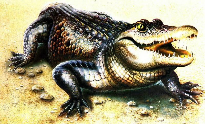 Nile Crocodile (Crocodylus niloticus) {!--나일악어-->; DISPLAY FULL IMAGE.