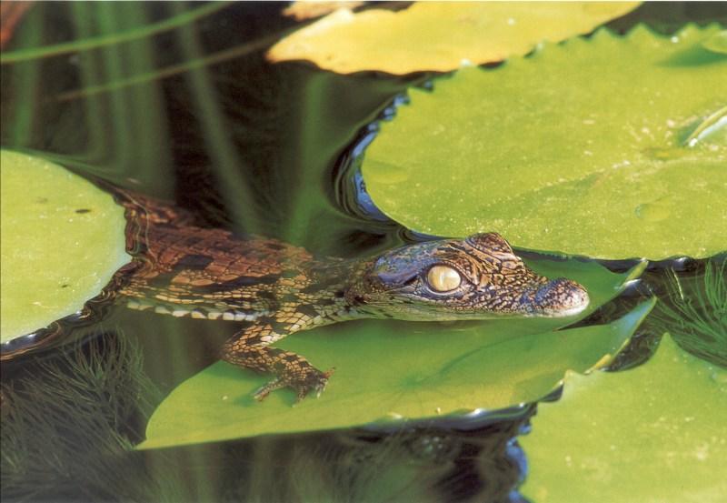 Nile Crocodile (Crocodylus niloticus) {!--나일악어-->; DISPLAY FULL IMAGE.