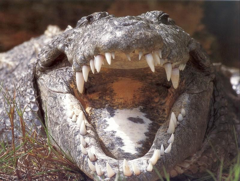 Nile Crocodile (Crocodylus niloticus) {!--나일악어-->; DISPLAY FULL IMAGE.