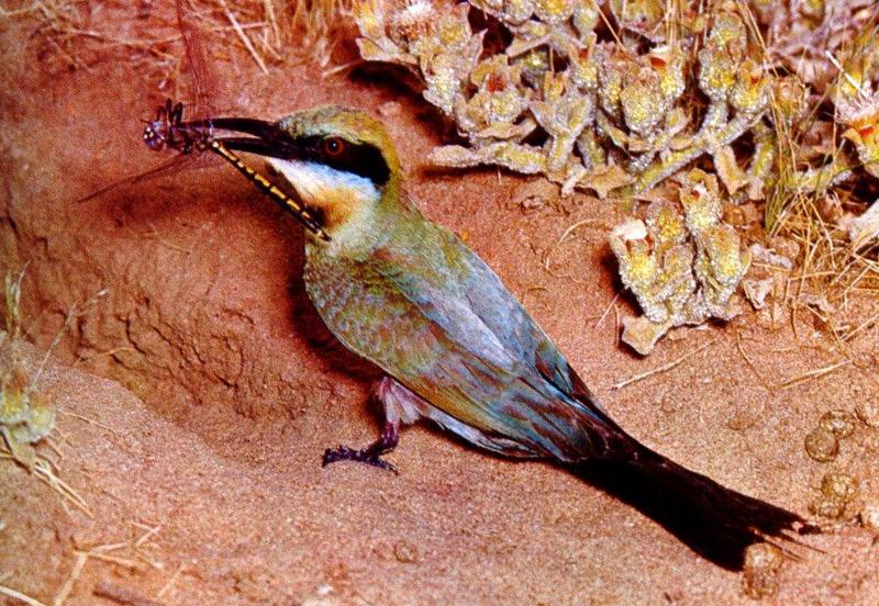 Rainbow Bee-eater (Merops ornatus) {!--무지개벌잡이새(호주)-->; DISPLAY FULL IMAGE.