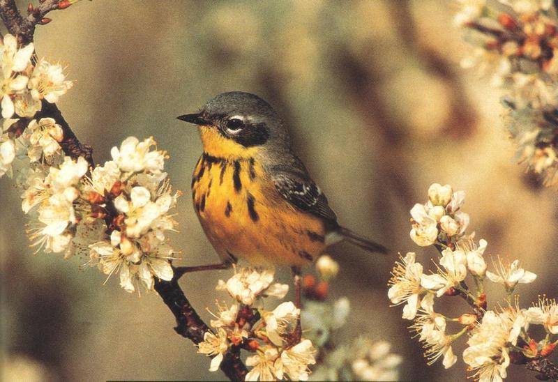 What is this bird unidentified... Warbler?; DISPLAY FULL IMAGE.