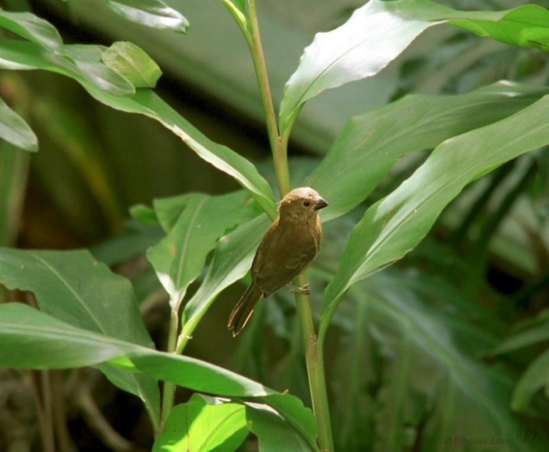 Bird unidentified... Sparrow?; DISPLAY FULL IMAGE.