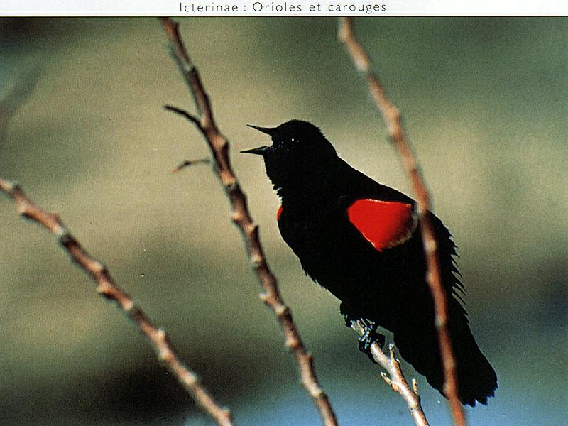 Red-winged Blackbird (Agelaius phoeniceus) {!--붉은어깨찌르레기사촌-->; DISPLAY FULL IMAGE.