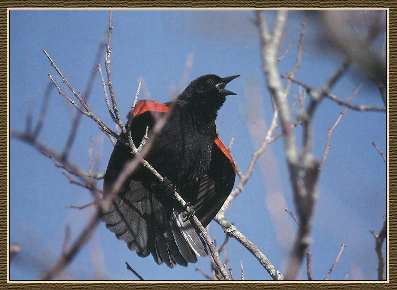 Red-winged Blackbird (Agelaius phoeniceus) {!--붉은어깨찌르레기사촌-->; DISPLAY FULL IMAGE.