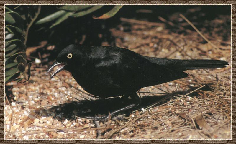 Rusty Blackbird (Euphagus carolinus) {!--재찌르레기사촌-->; DISPLAY FULL IMAGE.