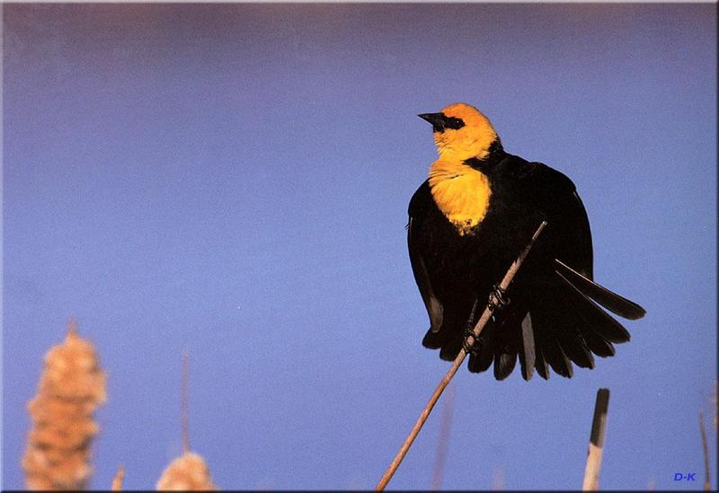 Yellow-headed Blackbird (Xanthocephalus xanthocephalus) {!--노란머리찌르레기사촌,노랑머리흑조(----黑鳥)-->; DISPLAY FULL IMAGE.