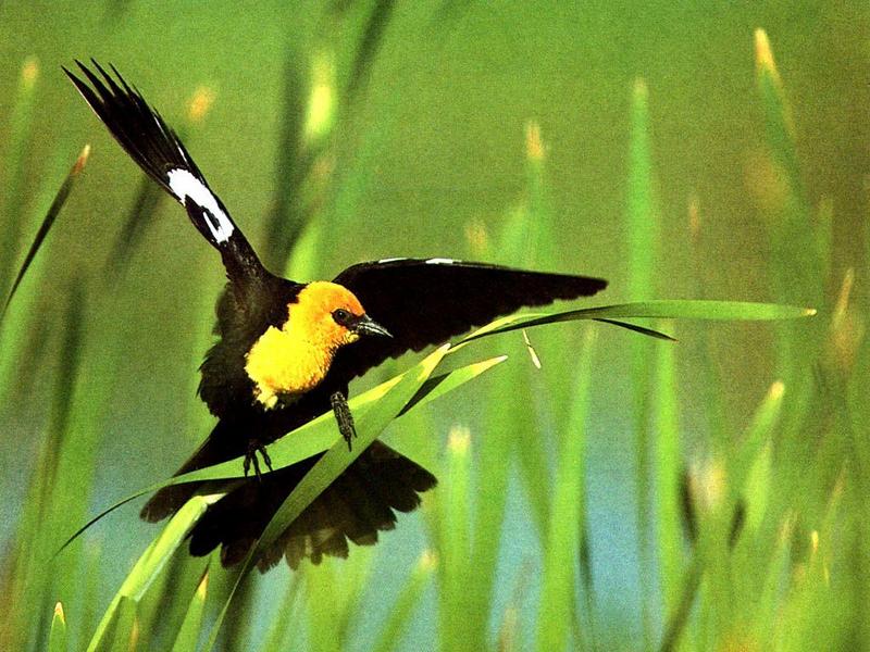 Yellow-headed Blackbird (Xanthocephalus xanthocephalus) {!--노란머리찌르레기사촌,노랑머리흑조(----黑鳥)-->; DISPLAY FULL IMAGE.