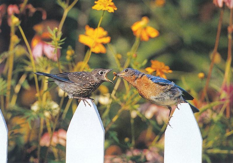Bluebird (Sialia sp.) {!--파랑지빠귀(북미)-->; DISPLAY FULL IMAGE.