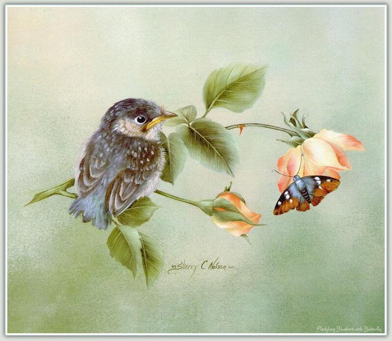 Bluebird (Sialia sp.) {!--파랑지빠귀(북미)-->; DISPLAY FULL IMAGE.