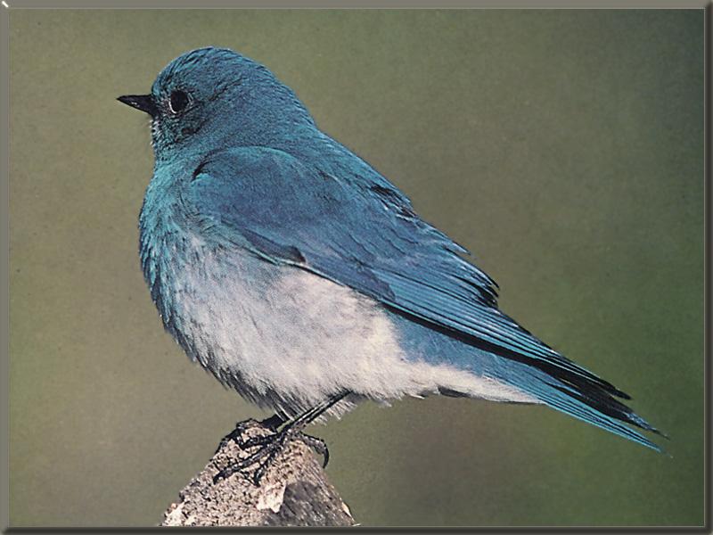 Mountain Bluebird (Sialia currucoides) {!--산파랑지빠귀-->; DISPLAY FULL IMAGE.