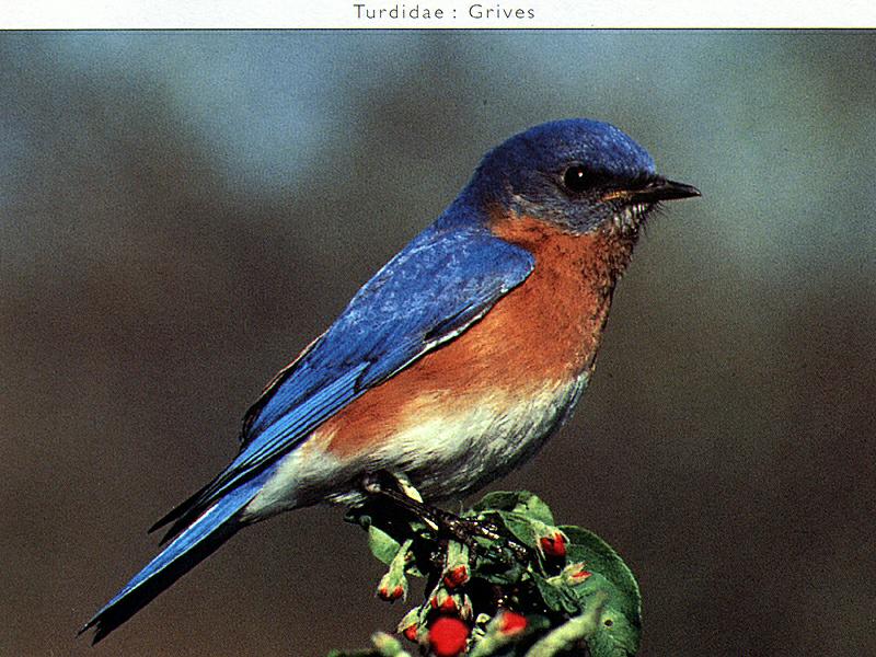 Eastern Bluebird (Sialia sialis) {!--동부파랑지빠귀(북아메리카)-->; DISPLAY FULL IMAGE.