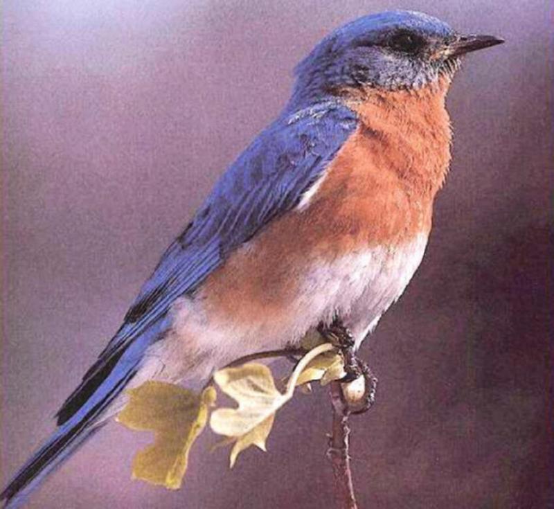 Eastern Bluebird (Sialia sialis) {!--동부파랑지빠귀(북아메리카)-->; DISPLAY FULL IMAGE.