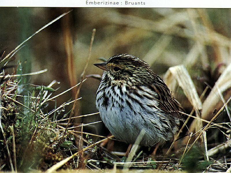 Unidentified Bunting (Emberizidae) {!--멧새과-->; DISPLAY FULL IMAGE.