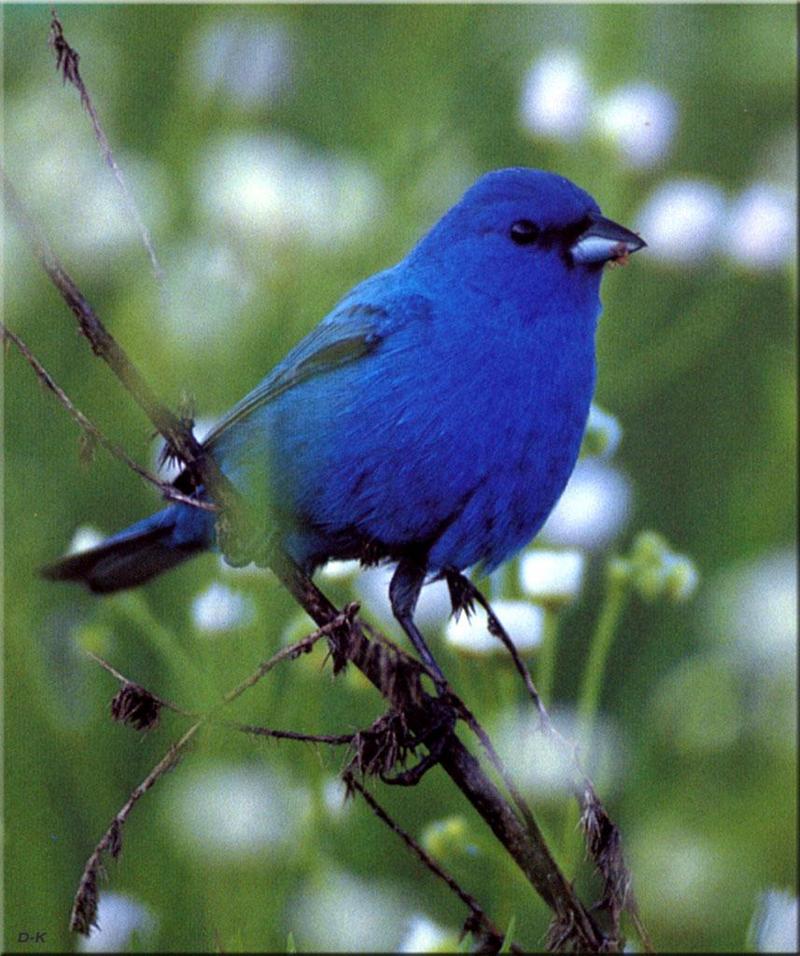 Indigo Bunting (Passerina cyanea) {!--유리멧새,유리무당새(瑠璃---)-->; DISPLAY FULL IMAGE.