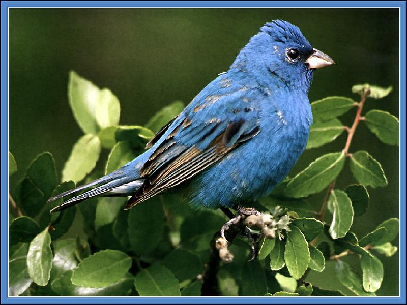 Indigo Bunting (Passerina cyanea) {!--유리멧새-->; DISPLAY FULL IMAGE.