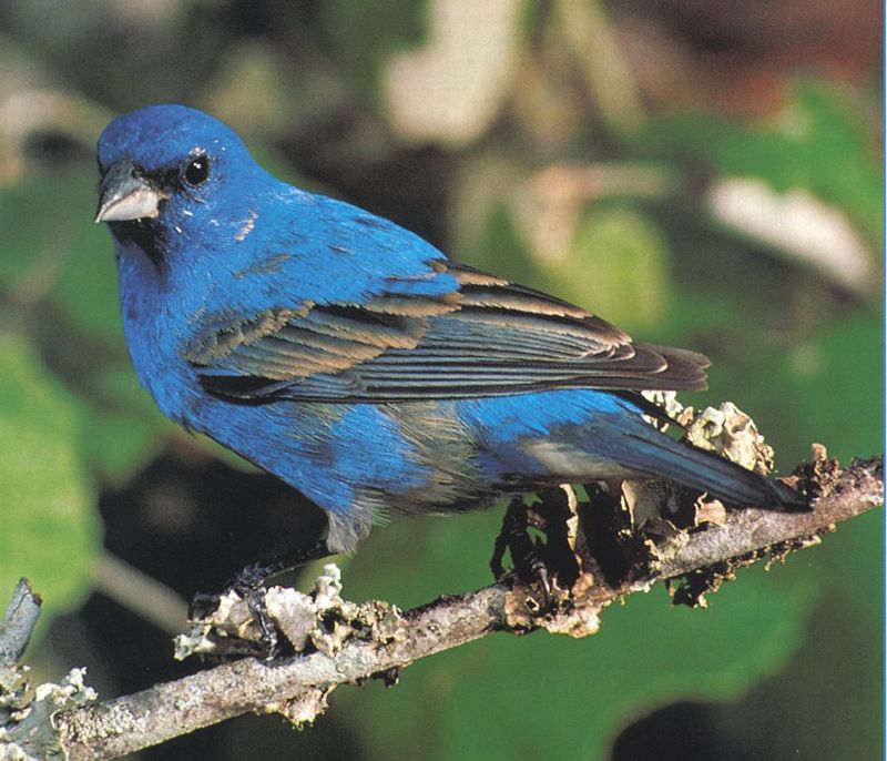 Indigo Bunting (Passerina cyanea) {!--유리멧새-->; DISPLAY FULL IMAGE.