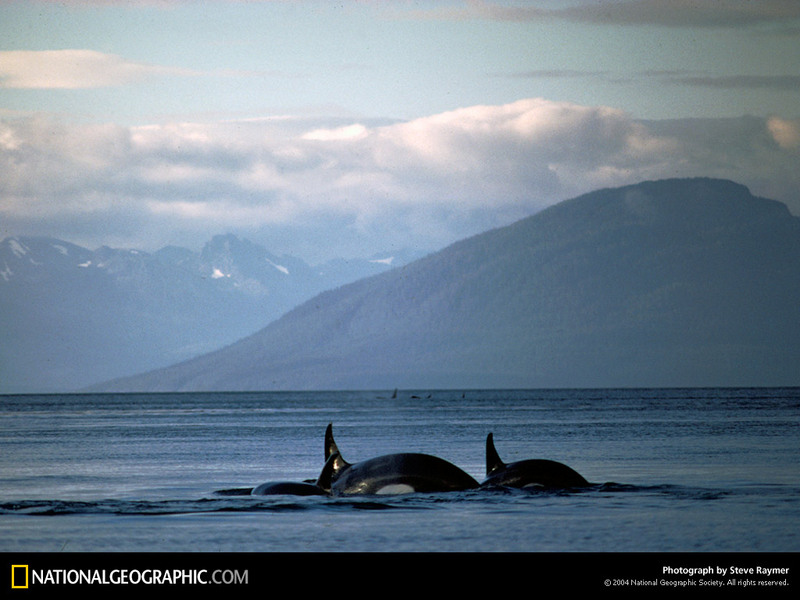 [National Geographic] Orca (알래스카 해안의 범고래); DISPLAY FULL IMAGE.