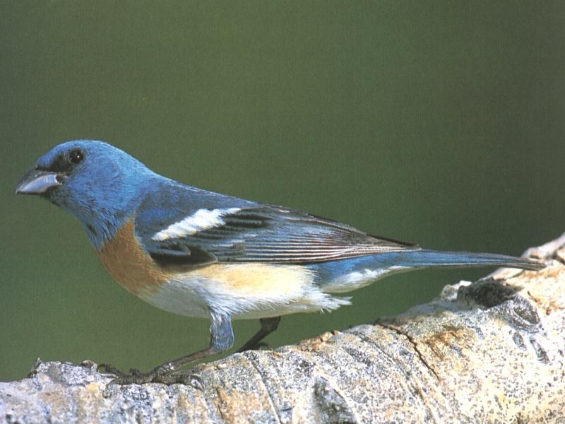 Lazuli Bunting (Passerina amoena) {!--푸른멧새-->; DISPLAY FULL IMAGE.