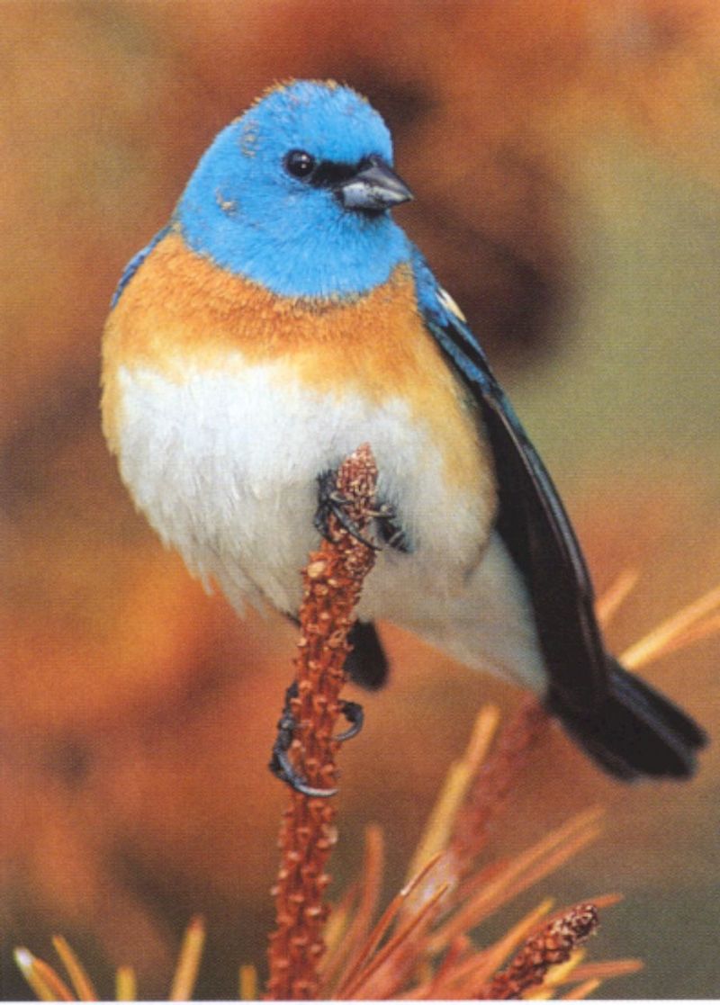 Lazuli Bunting (Passerina amoena) {!--푸른멧새-->; DISPLAY FULL IMAGE.