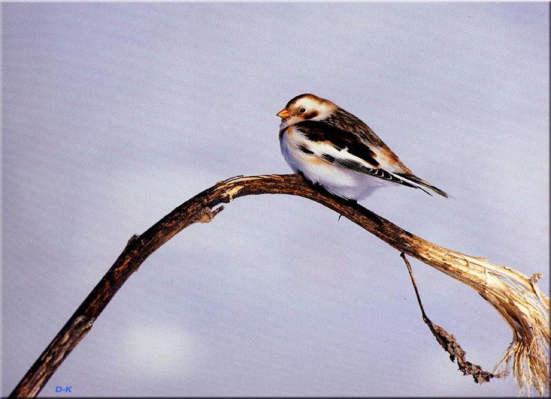 Snow Bunting (Plectrophenax nivalis) {!--흰멧새-->; DISPLAY FULL IMAGE.