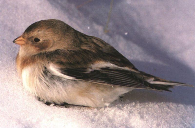 Snow Bunting (Plectrophenax nivalis) {!--흰멧새-->; DISPLAY FULL IMAGE.