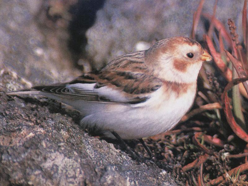 Snow Bunting (Plectrophenax nivalis) {!--흰멧새-->; DISPLAY FULL IMAGE.