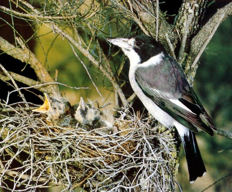 Grey Butcherbird (Cracticus torquatus) {!--회색백정새-->; DISPLAY FULL IMAGE.