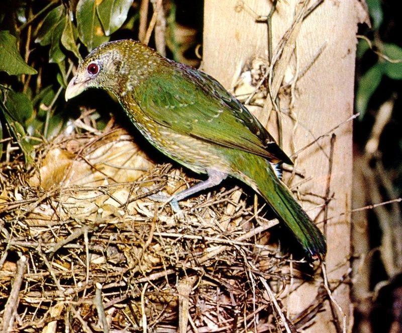 Green Catbird (Ailuroedus crassirostris) {!--녹색괭이소리집짓기새(호주)-->; DISPLAY FULL IMAGE.