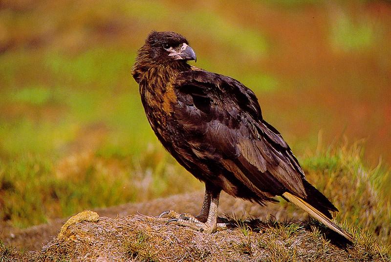 Caracara (Caracara sp.) {!--카라카라,네점박이매-->; DISPLAY FULL IMAGE.