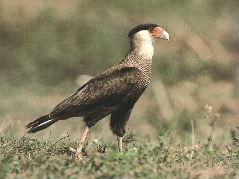 Crested Caracara (Caracara cheriway) {!--카라카라-->; DISPLAY FULL IMAGE.