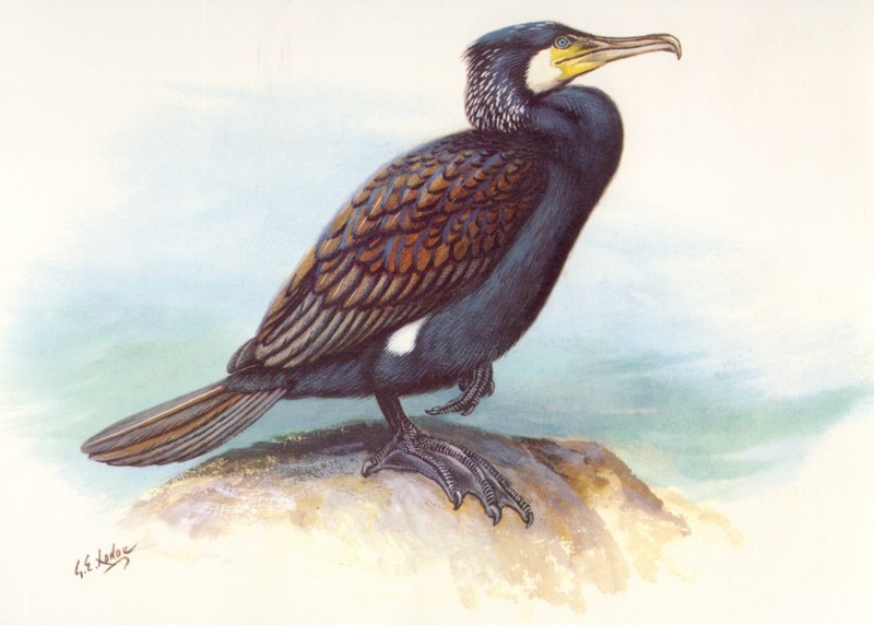 Great Cormorant (Phalacrocorax carbo) {!--민물가마우지-->; DISPLAY FULL IMAGE.